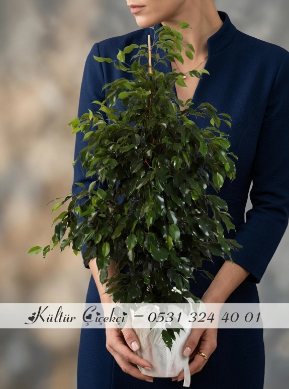 Büyük Boy Ficus Benjamin